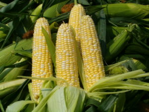 sweet-corn
